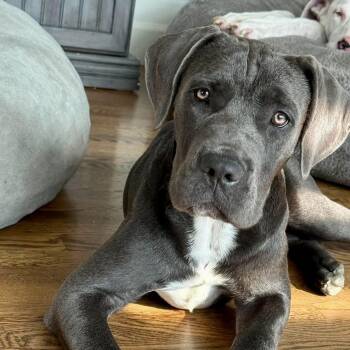 Opal -  Cane Corso Dog for Adoption in Mead, Colorado - Opal | PetCurious