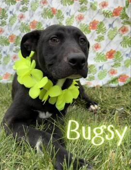 Bugsy -  Pit Bull Terrier Dog for Adoption in Caro, Michigan - Bugsy | PetCurious