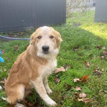 McQueen -  Shepherd Dog for Adoption - McQueen | PetCurious