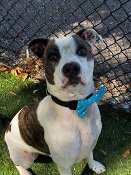 Rescue Mixed Breed Dogs for Adoption in Palmetto, Florida - ACE | PetCurious