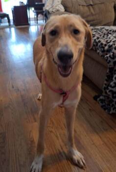 Golden Retriever and Mixed Breed Dogs Available for Adoption in Broomfield, Colorado - Crawford / Sassafras | PetCurious
