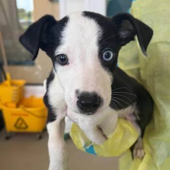Gabe -  Chihuahua and Terrier Dog for Adoption in Nashville, Tennessee - Gabe | PetCurious