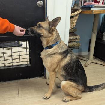 Joplin -  German Shepherd Dog Dog for Adoption in Plain City, Ohio - Joplin | PetCurious