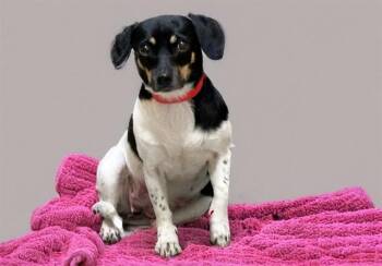 LOLA -  Rat Terrier and Mixed Breed Dog for Adoption in Fort Lauderdale, Florida - LOLA | PetCurious