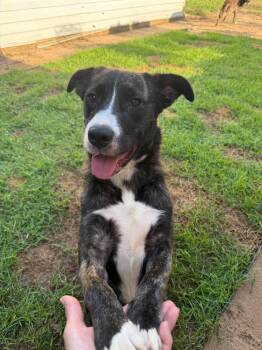 Mags -  Border Collie Dog for Adoption in Milton, Florida - Mags | PetCurious