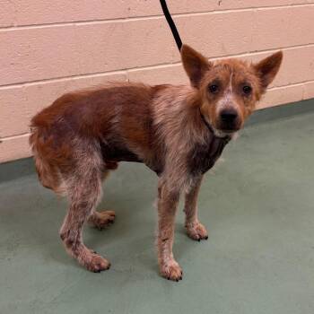 Oz (Formerly Hamilton) -  Mixed Breed Dog for Adoption in Bartlett, Tennessee - Oz (Formerly Hamilton) | PetCurious