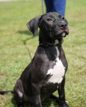 Eunice -  Terrier Dog for Adoption in Springfield, Georgia - Eunice | PetCurious