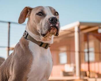 Rescue Pit Bull Terrier Dogs for Adoption in Lubbock, Texas - Georgia | PetCurious