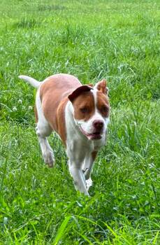 May Leigh -  Pit Bull Terrier Dog for Adoption in Germantown, Ohio - May Leigh | PetCurious
