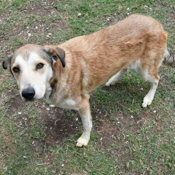 Shepherd Dogs Available for Adoption in Beaumont, Texas - Ivy | PetCurious