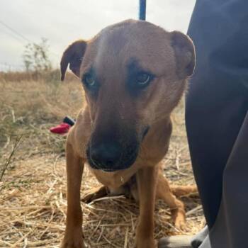 Piper -  Labrador Retriever and Shepherd Dog for Adoption in Tonasket, Washington - Piper | PetCurious
