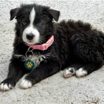 Mila -  Australian Shepherd and Pit Bull Terrier Dog Available for Adoption in Benton City, Washington - Mila | PetCurious