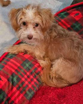 Rescue Terrier Dogs for Adoption in Uxbridge, Massachusetts - Johnny | PetCurious