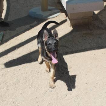 German Shepherd Dog Dogs Available for Adoption in Yucca Valley, California - River | PetCurious