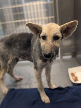 ROSE -  Mixed Breed Dog for Adoption in Dallas, Texas - ROSE | PetCurious