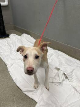 Carolina Dog Dogs Available for Adoption in Las Vegas, Nevada - GIRLYPOP | PetCurious