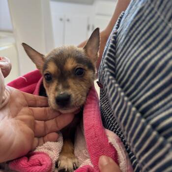 Penne -  Chihuahua Dog for Adoption in Los Angeles, California - Penne | PetCurious