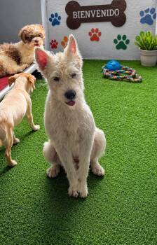 CAILLOU (out of town) -  Terrier Dog for Adoption in New York, New York - CAILLOU (out Of Town) | PetCurious