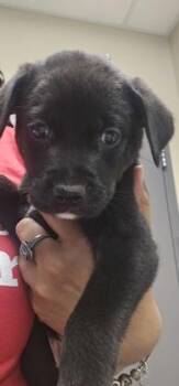 Dart -  Labrador Retriever and Pit Bull Terrier Dog for Adoption in Kansas City, Missouri - Dart | PetCurious