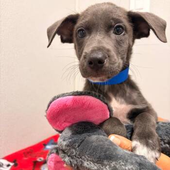 Sundance -  Terrier and Mixed Breed Dog for Adoption in Tampa, Florida - Sundance | PetCurious