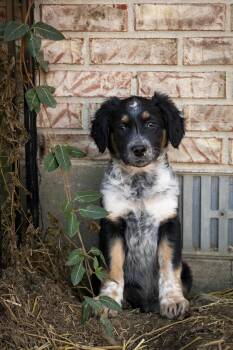 Rescue Australian Shepherd and Australian Cattle Dog Blue Heeler Dogs for Adoption in Clinton, Utah - Dakota | PetCurious
