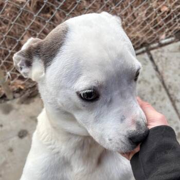 Mixed Breed Dogs Available for Adoption - Milkshake | PetCurious