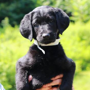 CT Dragonfly avail Jul 18 (Petco- Enfield, CT) -  Labrador Retriever and Mixed Breed Dog for Adoption in Eastford, Connecticut - CT Dragonfly Avail Jul 18 (Petco- Enfield, CT) | PetCurious