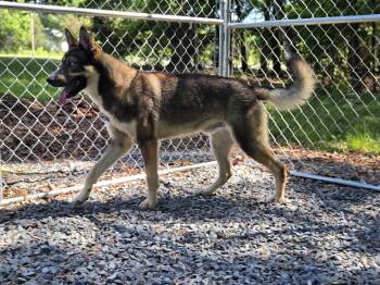 German Shepherd Dog and Husky Dogs Available for Adoption in Albemarle, North Carolina - Paxton | PetCurious