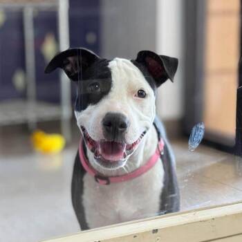 Bee Bee -  Pit Bull Terrier Dog for Adoption in Norman, Oklahoma - Bee Bee | PetCurious