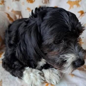 Shih Poo Dogs Available for Adoption in Maitland, Florida - Sasha | PetCurious