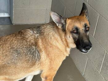 German Shepherd Dog Dogs Available for Adoption - Mimi | PetCurious