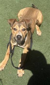 German Shepherd Dog and Mixed Breed Dogs Available for Adoption in Texas City, Texas - PEDRO | PetCurious