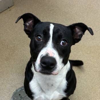 Rescue Terrier and Mixed Breed Dogs for Adoption in Corpus Christi, Texas - Furcules | PetCurious