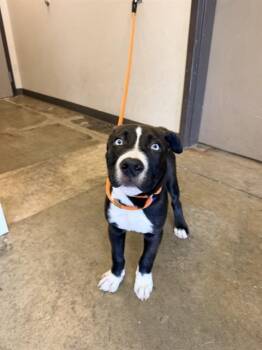 KAI -  Pit Bull Terrier and Siberian Husky Dog for Adoption in Ontario, California - KAI | PetCurious