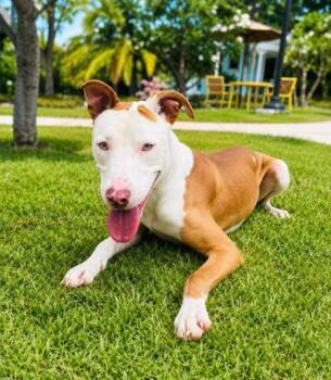 Elvis -  Hound and Mixed Breed Dog for Adoption in Honolulu, Hawaii - Elvis | PetCurious