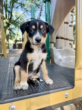 Clyde -  Beagle and Australian Cattle Dog Blue Heeler Dog for Adoption in Fairfax, Virginia - Clyde | PetCurious