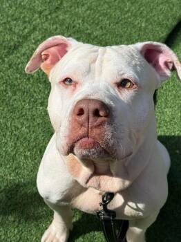 Baba Ghanoush -  American Bulldog Dog for Adoption in New Castle, Delaware - Baba Ghanoush | PetCurious