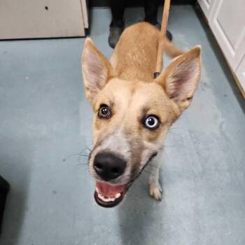 Lyric -  Mixed Breed and Husky Dog for Adoption in Chesapeake, Virginia - Lyric | PetCurious