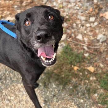 Duke -  Mixed Breed Dog for Adoption in Mentor, Ohio - Duke | PetCurious