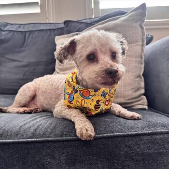 Rocky -  Poodle Dog for Adoption in Villa Park, California - Rocky | PetCurious