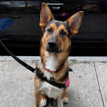 Sherri Ann -  German Shepherd Dog and Mixed Breed Dog for Adoption in New York, New York - Sherri Ann | PetCurious