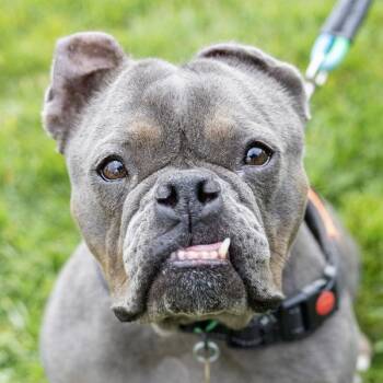 American Bulldog Dogs Available for Adoption - Nala | PetCurious