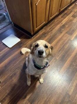 Charlotte -  Cattle Dog and Mixed Breed Dog for Adoption in Fort Worth, Texas - Charlotte | PetCurious