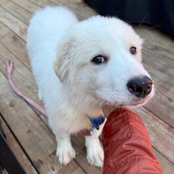Great Pyrenees Dogs Available for Adoption - Walter Lee Mcfluff | PetCurious