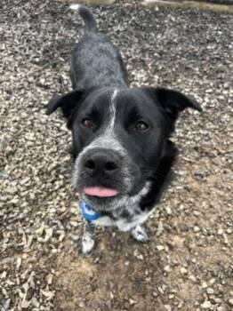 Dior -  Pit Bull Terrier and Mixed Breed Dog for Adoption in Atlanta, Georgia - Dior | PetCurious