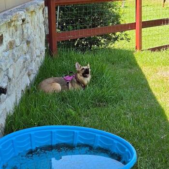 Holley -  Mixed Breed Dog for Adoption in Dickinson, Texas - Holley | PetCurious