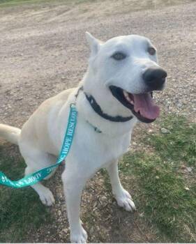 Petra -  Siberian Husky and Mixed Breed Dog for Adoption in Fort Worth, Texas - Petra | PetCurious