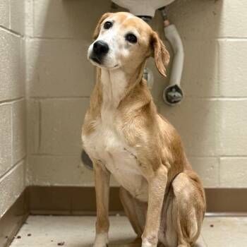 Hound Dogs Available for Adoption in Jacksboro, Tennessee - Lumi | PetCurious