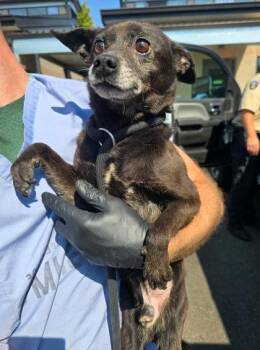 Frank Castle -  Chihuahua and Mixed Breed Dog for Adoption in Eugene, Oregon - Frank Castle | PetCurious