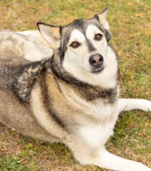 Lolli -  Mixed Breed Dog Available for Adoption in Durham, North Carolina - Lolli | PetCurious